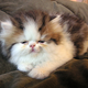Image for article titled It's Official: Being A Woman Kinda Sucks (Except For The Love Of Kitties)